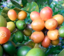 FrontStreet Coffee Bean Exploration: Special Report on Colombian Pink Bourbon