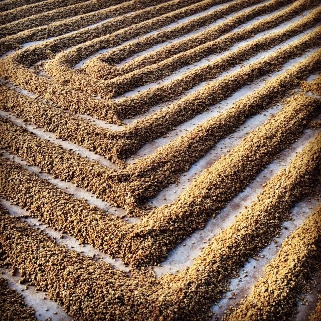 Honey Process Coffee