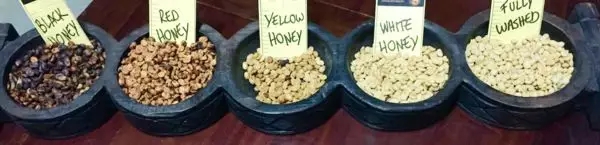 Mucilage on Coffee Beans