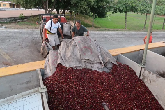 Shade trees at Montes El Corazo Estate