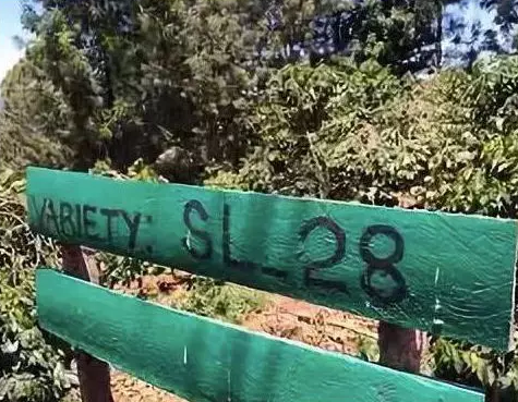 SL28 variety details