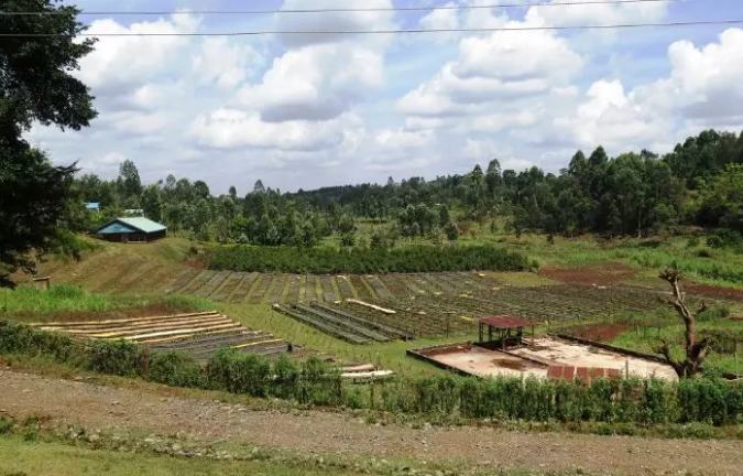 Othaya Cooperative landscape