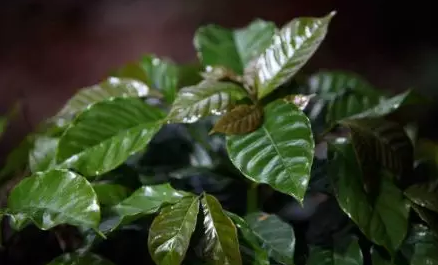 SL34 variety details