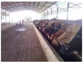 Honey process coffee beans drying on raised beds