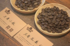 What are the Flavor Differences Between Yunnan Typica and Catimor? What Coffee Varieties Exist in Yunnan?