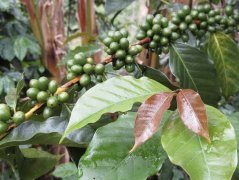 Are Starbucks Reserve Coffee Beans All Arabica? Introduction to Arabica Coffee Bean Origins and Varieties