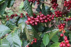 Characteristics and Differences Between Single-Origin Coffee and Specialty Coffee_Is the Standard for Specialty Coffee Single-Origin?