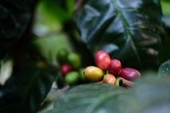 Introduction to Pour-Over Coffee Bean Varieties_What Makes Coffee Varieties Special for Pour-Over Brewing?