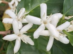 What is Single Origin Coffee? What Types Does Starbucks' Single Origin Series Include?