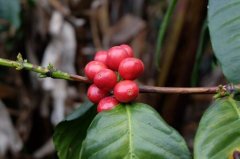 Coffee Classification and Flavor Characteristics_ Benefits of Common Coffee Varieties and Prices with Pictures