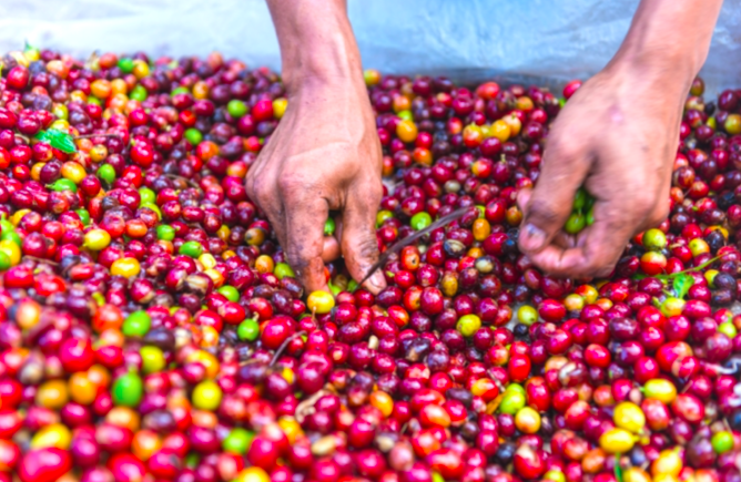 Organic Coffee Processing at Diosa Estate