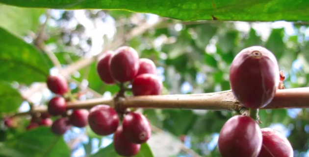 Geisha Coffee Cherries