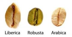The Large Bean Variety in the Coffee World: Liberica Coffee | Why is Liberica So Rare?