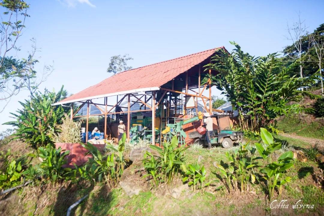 Coffee Varieties at Diversa Garden