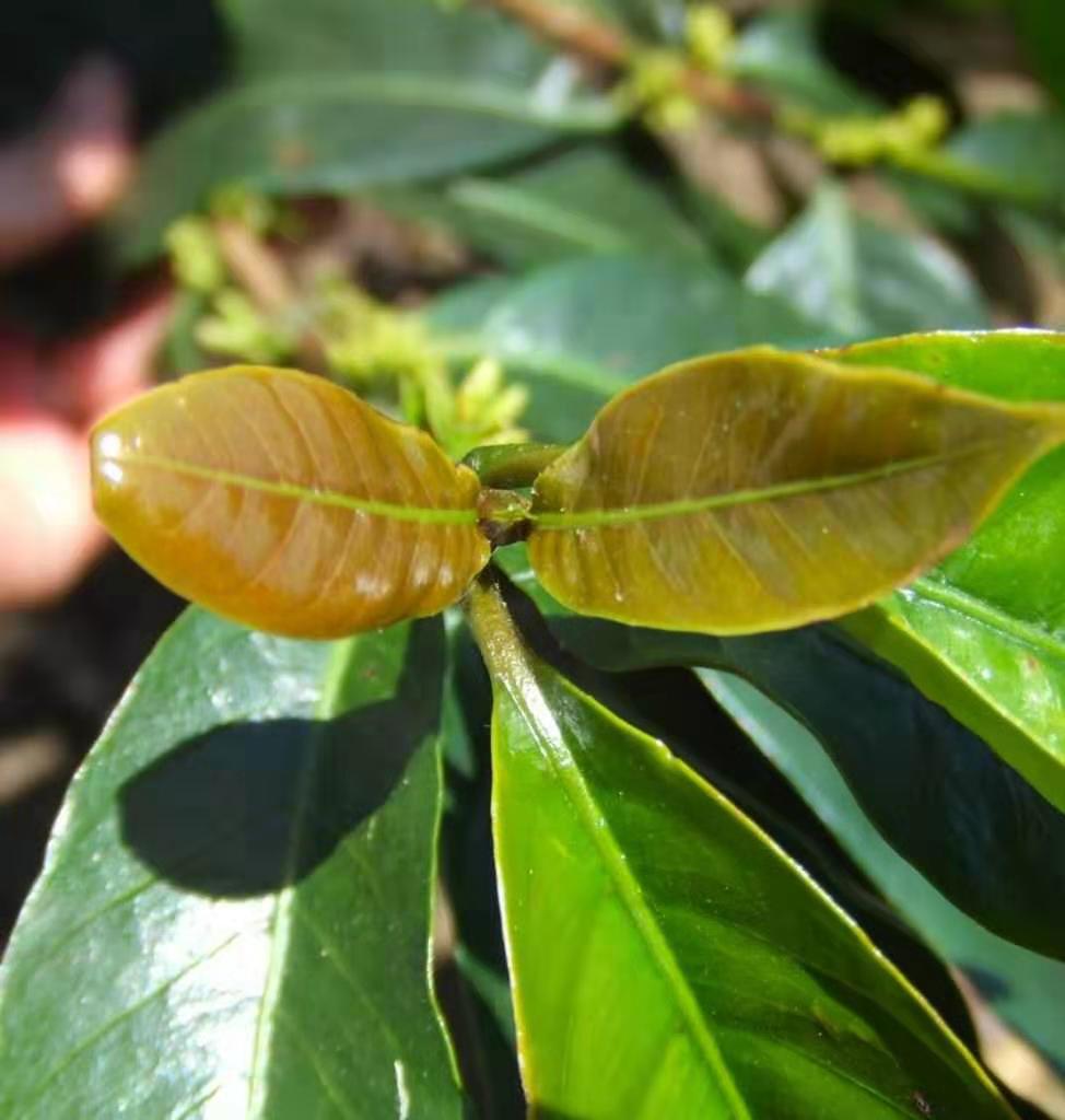 Dilla Alghe Coffee Plant