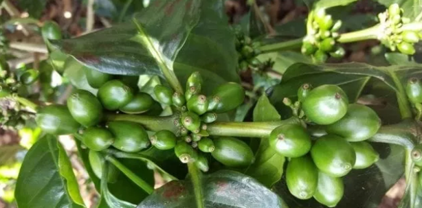 Maracaturra coffee beans showing their large size