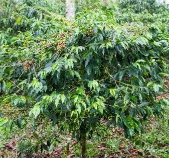 Mocha coffee beans close-up