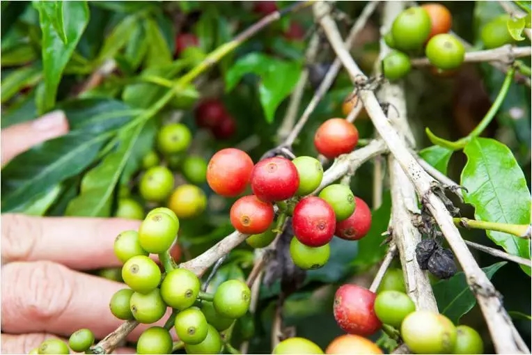 Mocha coffee tree botanical features