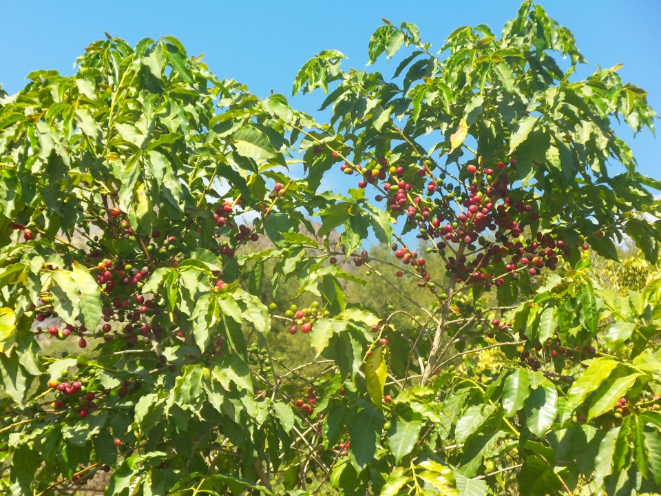 Small Mocha beans comparison