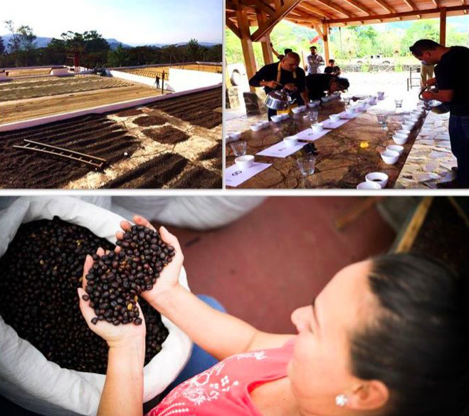 Coffee beans drying process