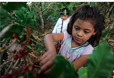 Honduran Coffee Beans