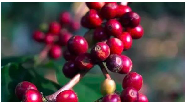 Caturra Coffee Plant