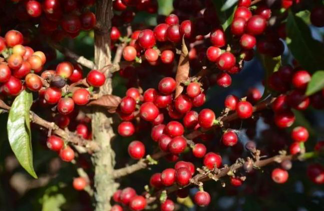Catuai Coffee Cherries