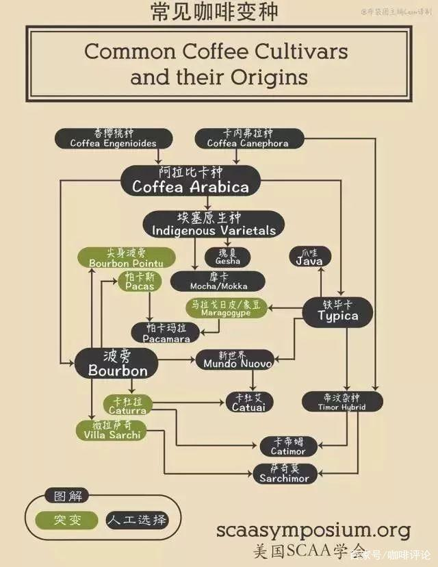 Coffee varieties in Honduras