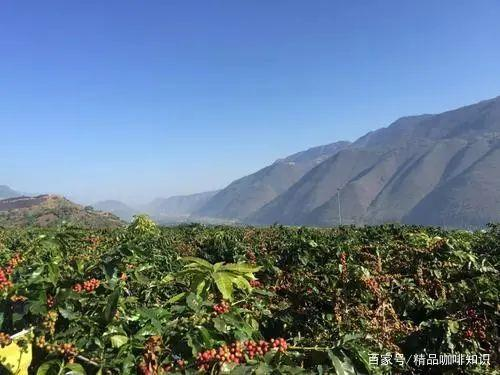Yunnan coffee cherries