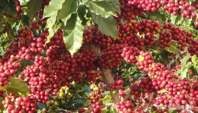 Different coffee varieties