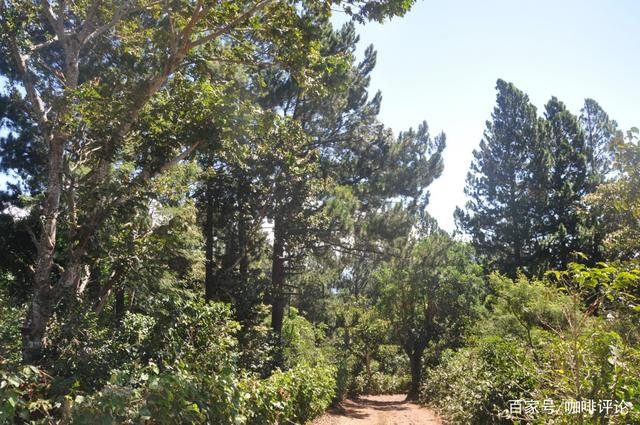 Sotara Volcano Coffee Region