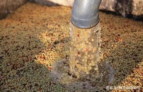 Washed Coffee Processing