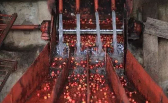 Kenya 72-hour fermentation process