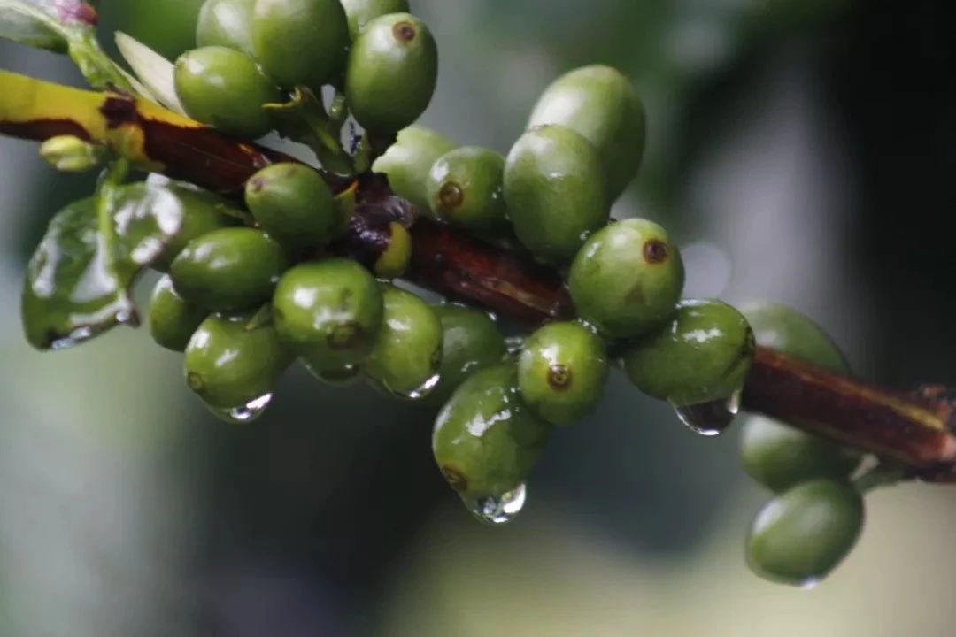 Coffee processing method