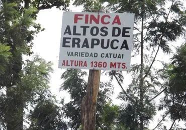 Coffee plantation landscape