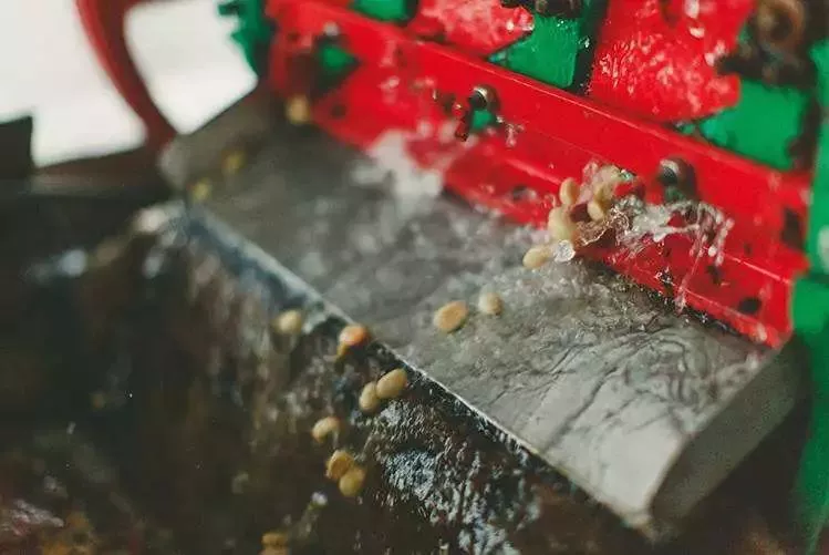 Washed Coffee Processing Method Diagram