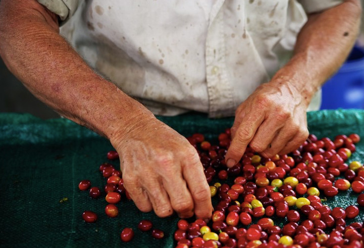 Bourbon coffee variety