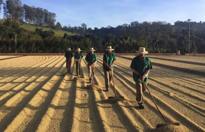 Brazil coffee plantation
