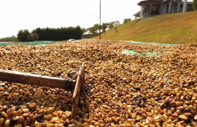 Coffee drying process on raised beds
