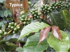 Introduction to the Characteristics of Typica Coffee Beans | Flavor and Taste Profile Description of Typica Coffee Varieties