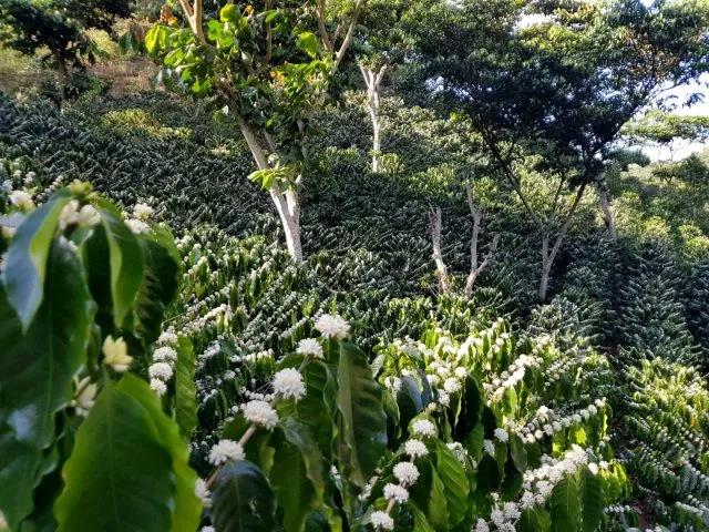 Apaneca coffee growing region landscape