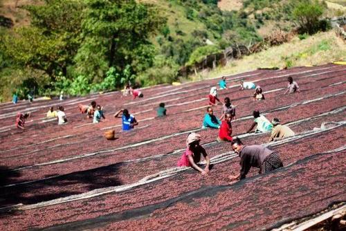 Coffee beans drying on African beds during natural processing