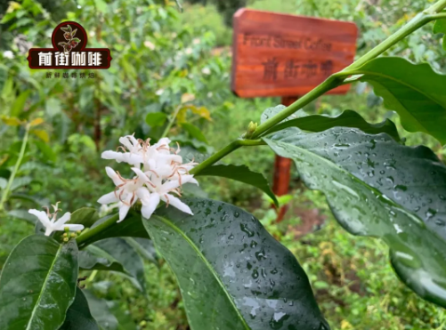 Catimor variety (small bean coffee)