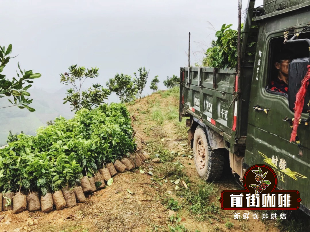 Yunnan coffee plantation landscape