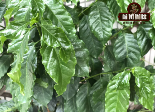 Catimor variety characteristics