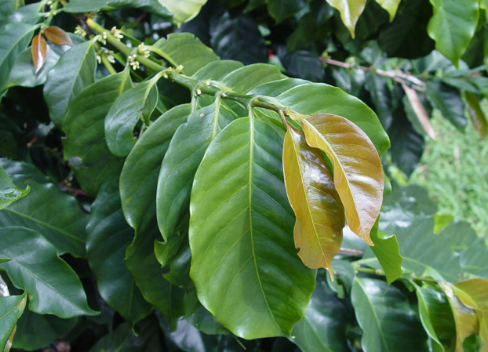 Castillo Coffee Variety Information