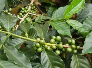 Coffee acidity compounds