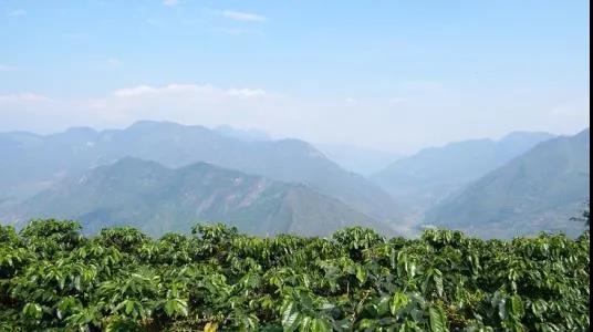 Volcanic soil coffee plantation