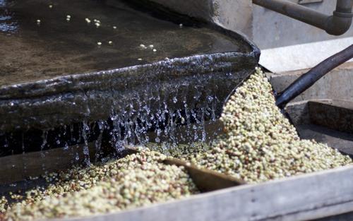 Washed coffee processing