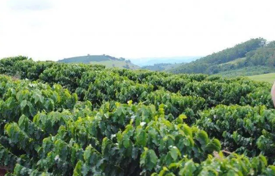 Brazil coffee regions